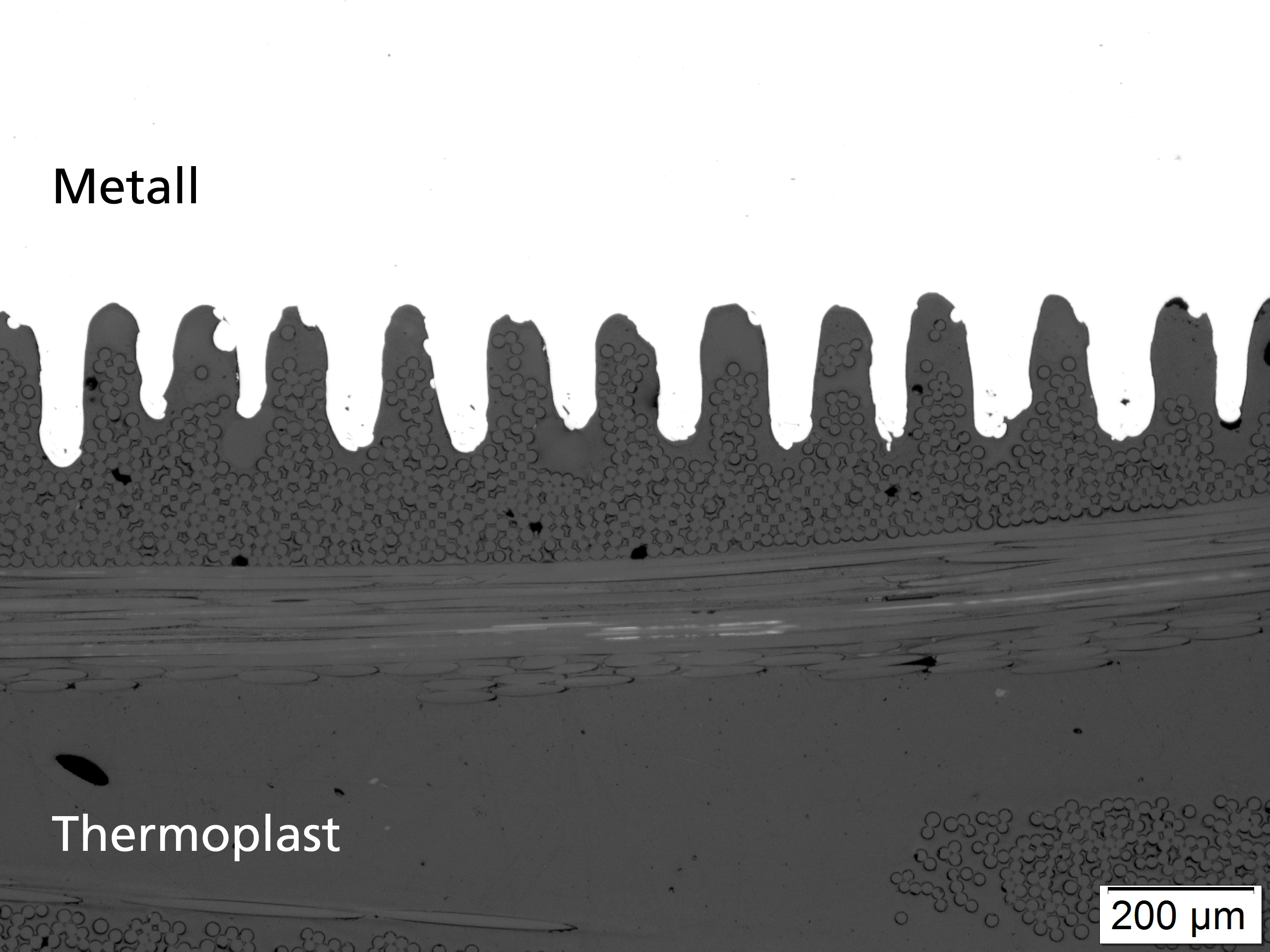 Cross section of an overlapping joint produced by thermal direct joining between a metal sheet structured by laser microstructuring and a glass fiber reinforced thermoplastic material 