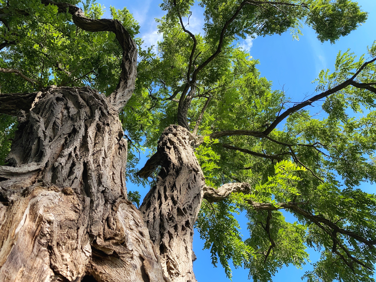 Der Robinienbaum wächst besonders schnell und produziert dabei dennoch ein sehr hartes Holz.