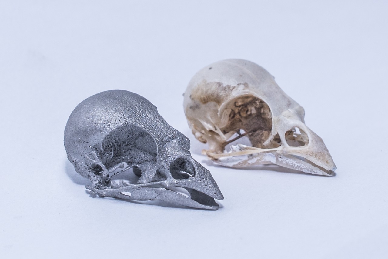 Original and replica of a bird skull.