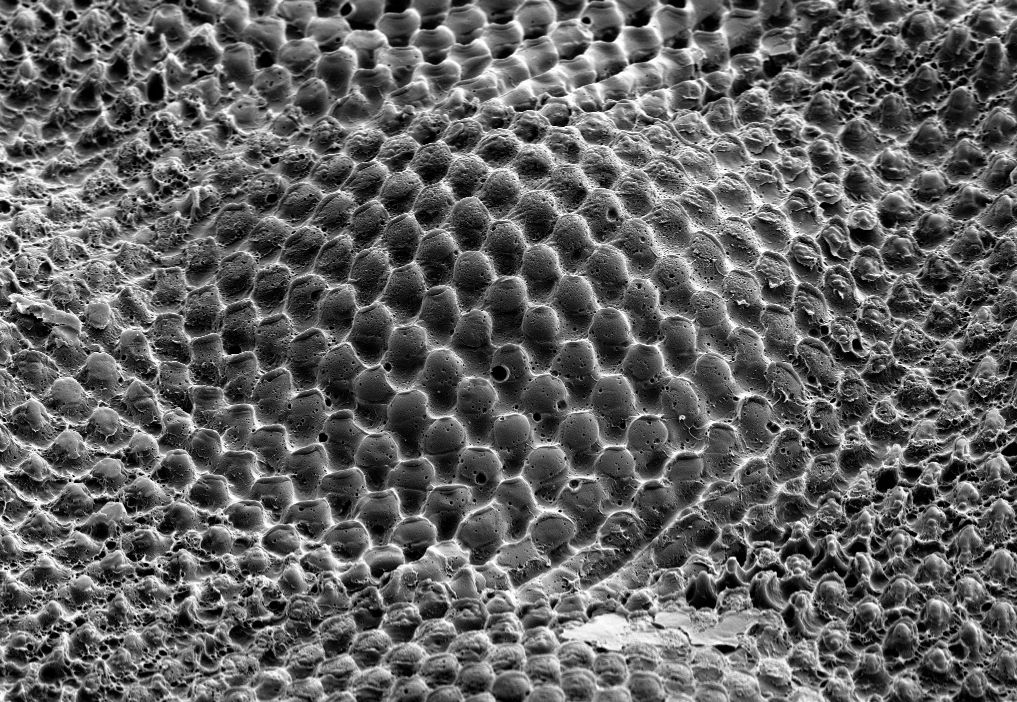SEM image of hierarchical nap-like pattern created on PET foil by hot-embossing.