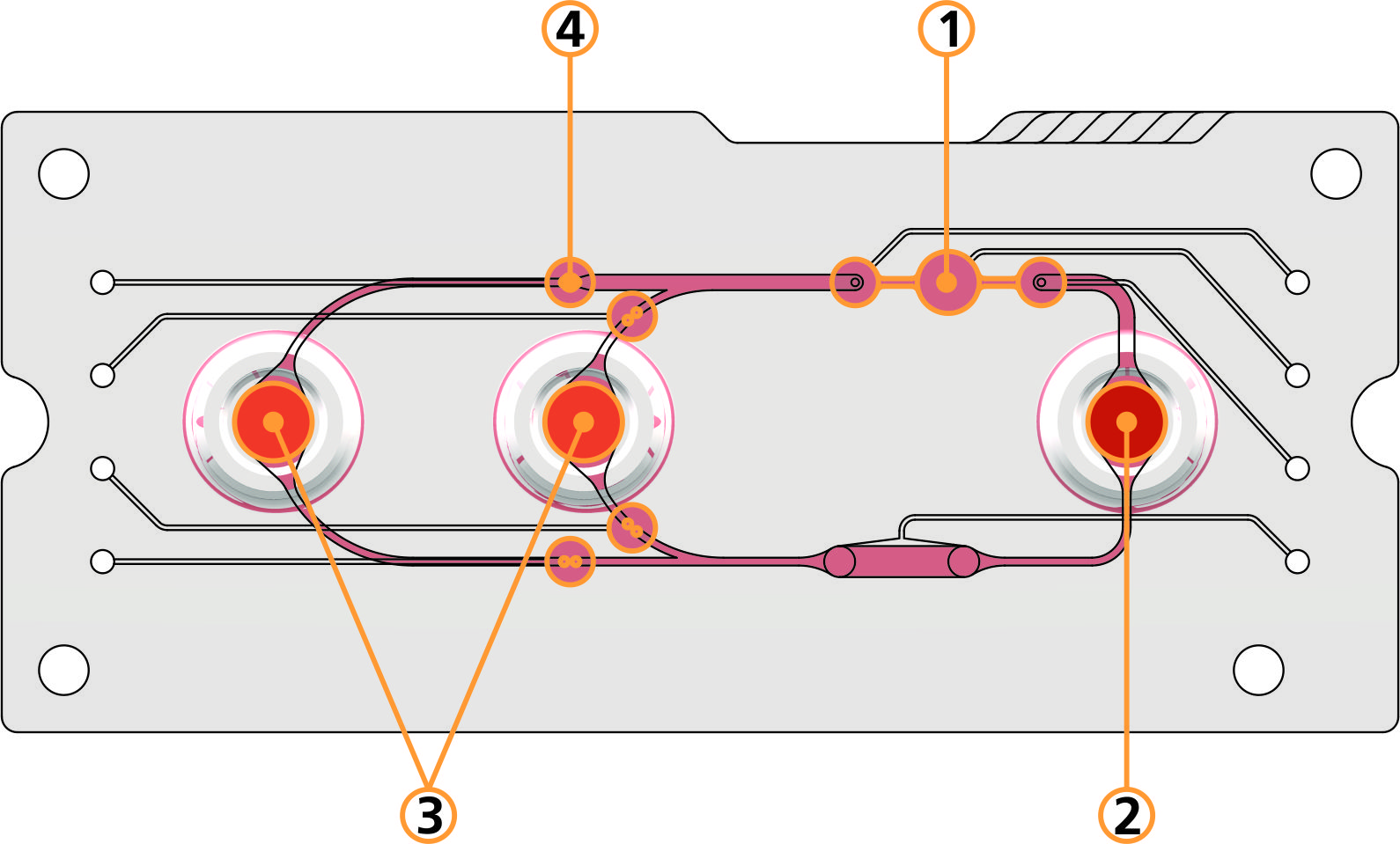 On the multi-organ chip, several technical components simulate the interaction of blood circulation and organs in the human body. These include a pump (1), a storage chamber for blood and substances (2), chambers for organs and tissues (3) and valves, which simulate the varying blood flow to different organs.