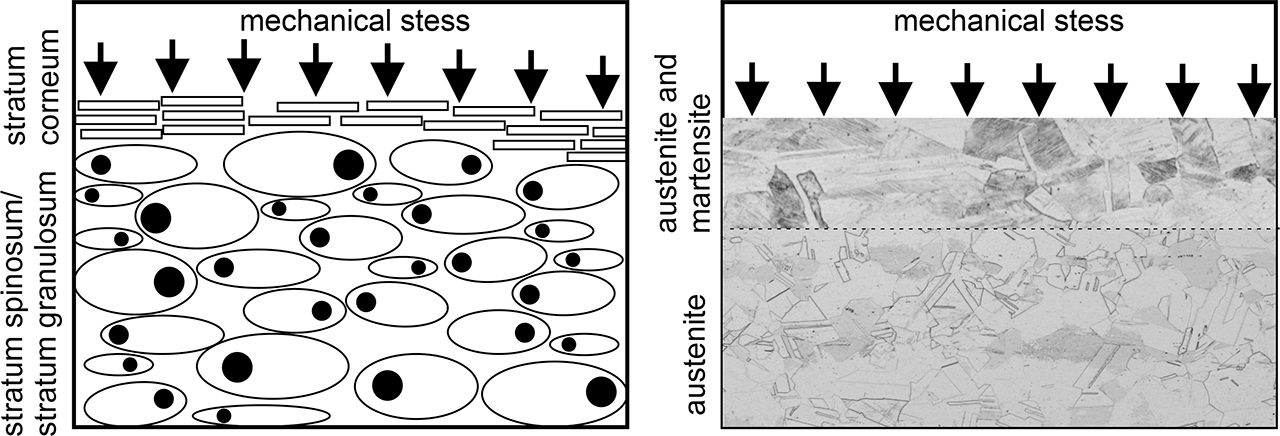 Deformation-induced martensitic transformation under mechanical stress as a self-healing mechanism analogous to the biological model of corneal formation.