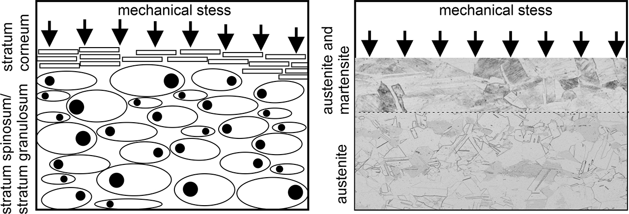 Deformation-induced martensitic transformation under mechanical stress as a self-healing mechanism analogous to the biological model of corneal formation. Deformation-induced martensitic transformation under mechanical stress as a self-healing mechanism analogous to the biological model of corneal formation.